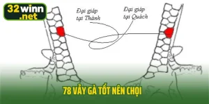 78 vảy gà tốt nên chọi
