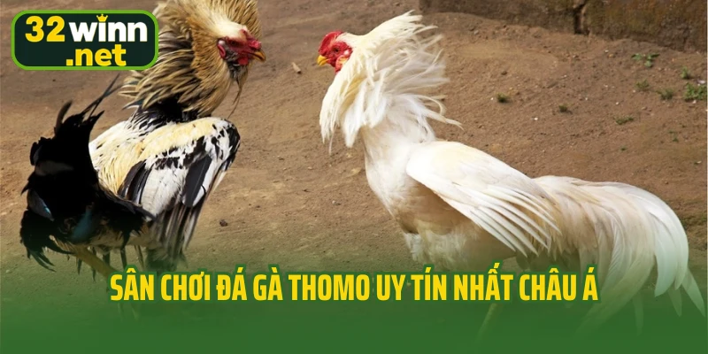 Sân chơi đá gà Thomo uy tín nhất châu Á