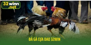 Đá gà cựa dao