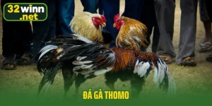Đá gà thomo