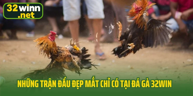 Những trận đấu đẹp mắt chỉ có tại đá gà 32WIN