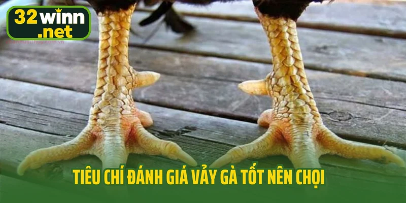 Tiêu chí đánh giá vảy gà tốt nên chọi